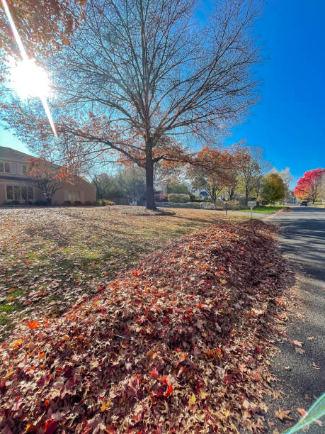 istock Red maple leaves collected in large pile ready for curbside leaf pickup service at residential street in Rochester, Upstate New York, USA, leaf removal cleanup for homeowners 1768762638
