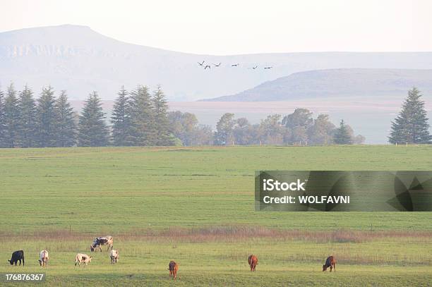 Photo libre de droit de Vache Nguni Et Des Grues Du Japon banque d'images et plus d'images libres de droit de Agriculture - Agriculture, Arbre, Bovin