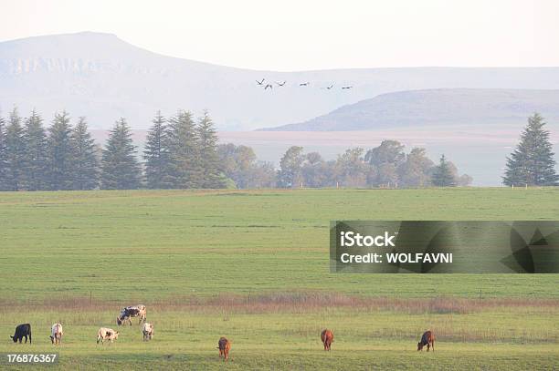 Gado Nguni E Guindastes Coroado - Fotografias de stock e mais imagens de Agricultura - Agricultura, Animal, Ao Ar Livre