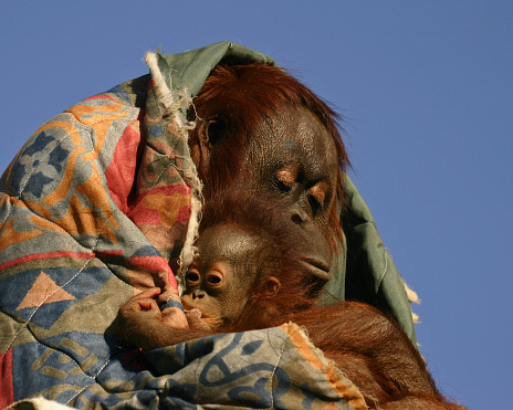 A mother and baby orangutan cuddling under a colorful blanket