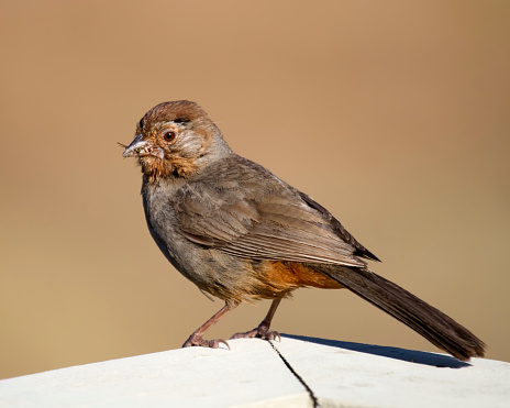 California towhee with a grasshopper clasped in its beak. 
