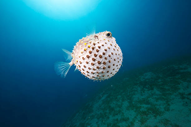 istock yellowspotted burrfish and ocean 176876774
