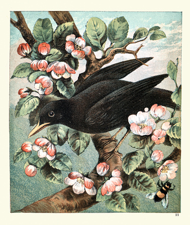 Vintage illustration of Black bird in a tree, blossom, bee, 19th Century, Wildlife art