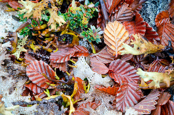 liściastych buka (nothofagus gunii) leaf śmieci w diabły rainforest - southern beech zdjęcia i obrazy z banku zdjęć