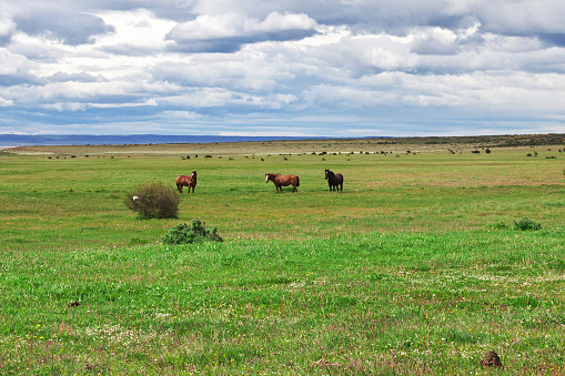 Horses in the green field of Patagonia in Chile