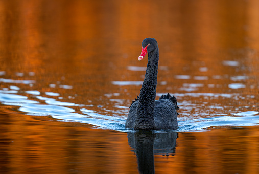 Black swan (Cygnus atratus) swimming in a lake with beautiful reflections.