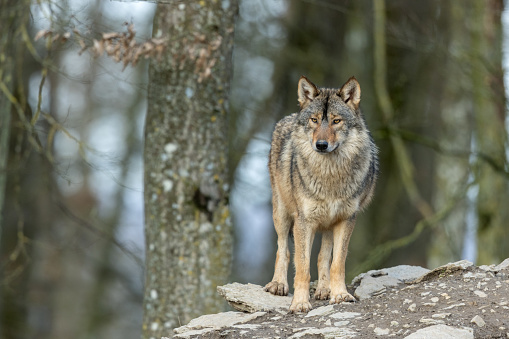 Canadian timberwolf (Canis lupus occidentalis) standing on a rock in front of a forest.