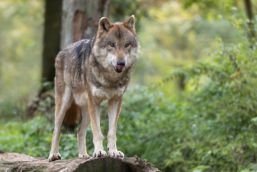 Male common wolf (Canis lupus lupus) standing on a tree log.