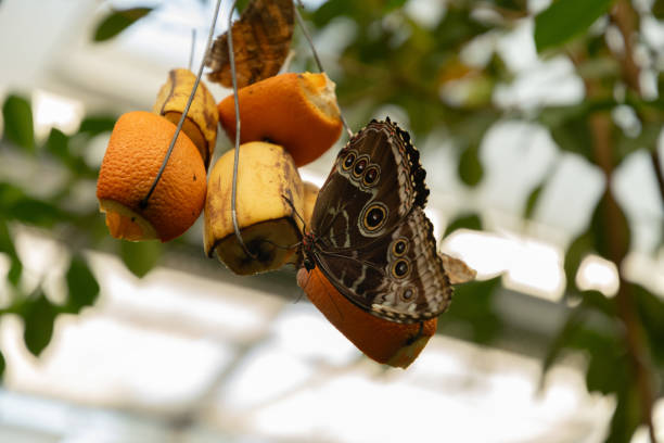 Mainau, Germany, July 20, 2023 Beautiful butterfly in a tropical house