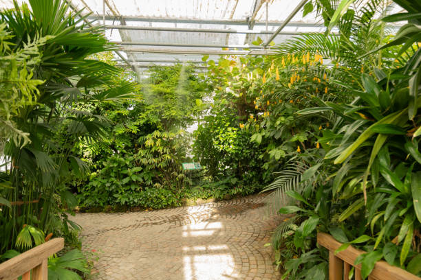 istock Different plantations in a tropical house in Mainau in Germany 1768771490