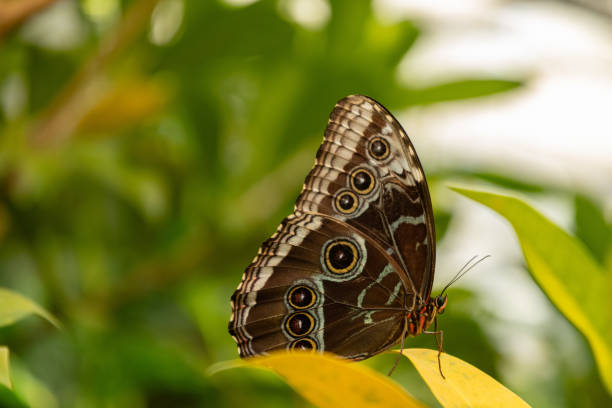 istock Butterfly in a tropical house in Mainau in Germany 1768771499