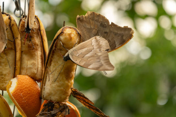 istock Butterfly in a tropical house in Mainau in Germany 1768771523