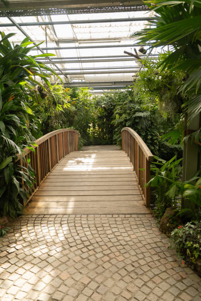 istock Different plantations in a tropical house in Mainau in Germany 1768771527