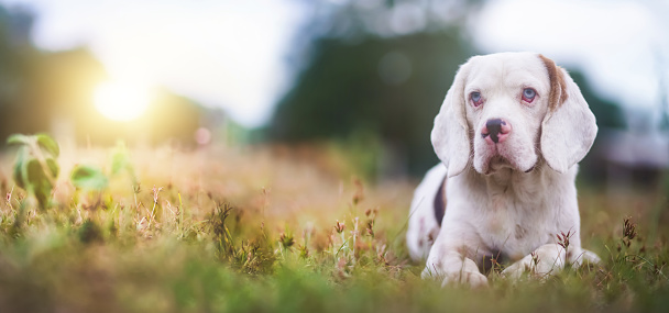 A cute white fur beagle dog,a special type of beagle, is lying on the grass field ,shallow depth of field bokeh background,photo idea for use as  background.
