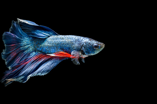 siamese fighting fish isolated on black background