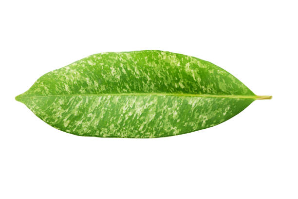Black plum, Jambolan plum, Java plum , Black Plum ,Syzygium cumini, variegated leaf isolated on white background,inclouding clipping path.