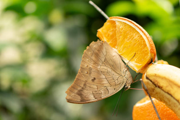 istock Butterfly in a tropical house in Mainau in Germany 1768772737