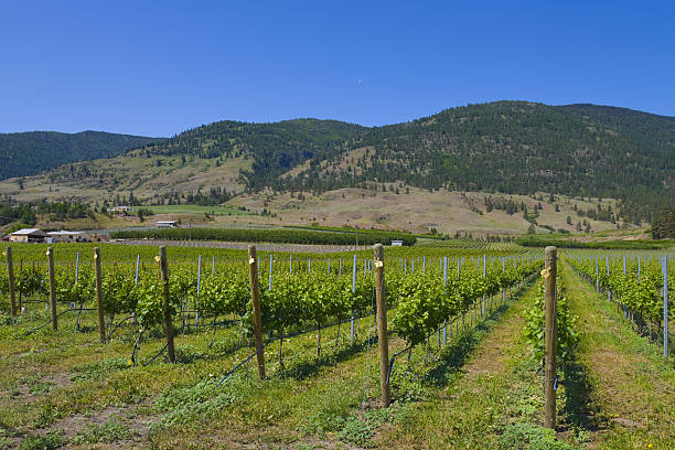 winnice i sady. osoyoos, b.c. - lake osoyoos zdjęcia i obrazy z banku zdjęć