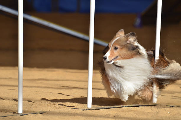 istock Shetland Sheepdog (Sheltie) at a Dog Agility Trial 176877326