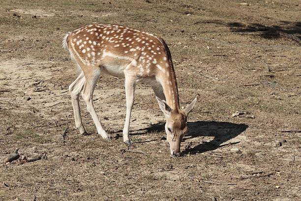 Bambi Stock Photo - Download Image Now - Animal, Animal Wildlife, Animals  In The Wild - iStock
