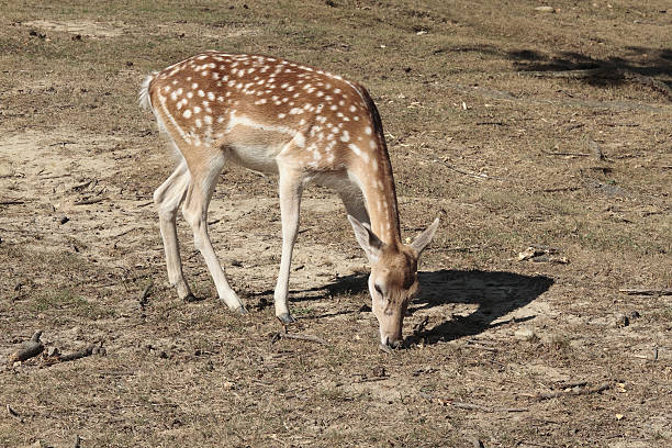 Bambi Stock Photo - Download Image Now - Animal, Animal Wildlife, Animals In The Wild - iStock Bambi Stock Photo - Download Image Now - Animal, Animal Wildlife, Animals In The Wild - iStock