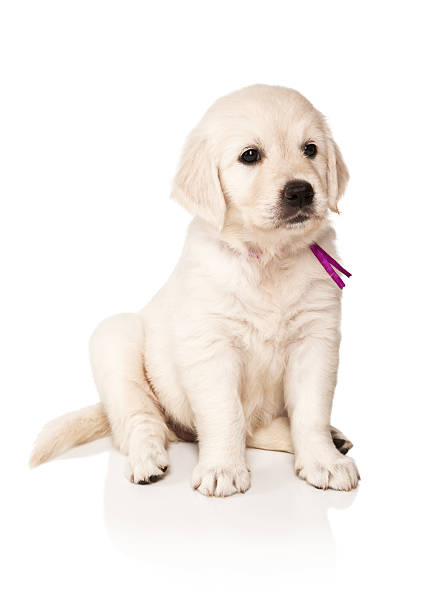 istock Puppies golden retriever 176877535