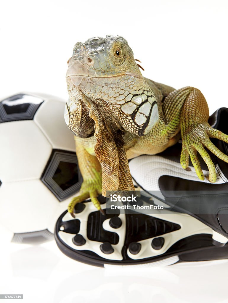 Iguana en concepto de fútbol - Foto de stock de Animal libre de derechos