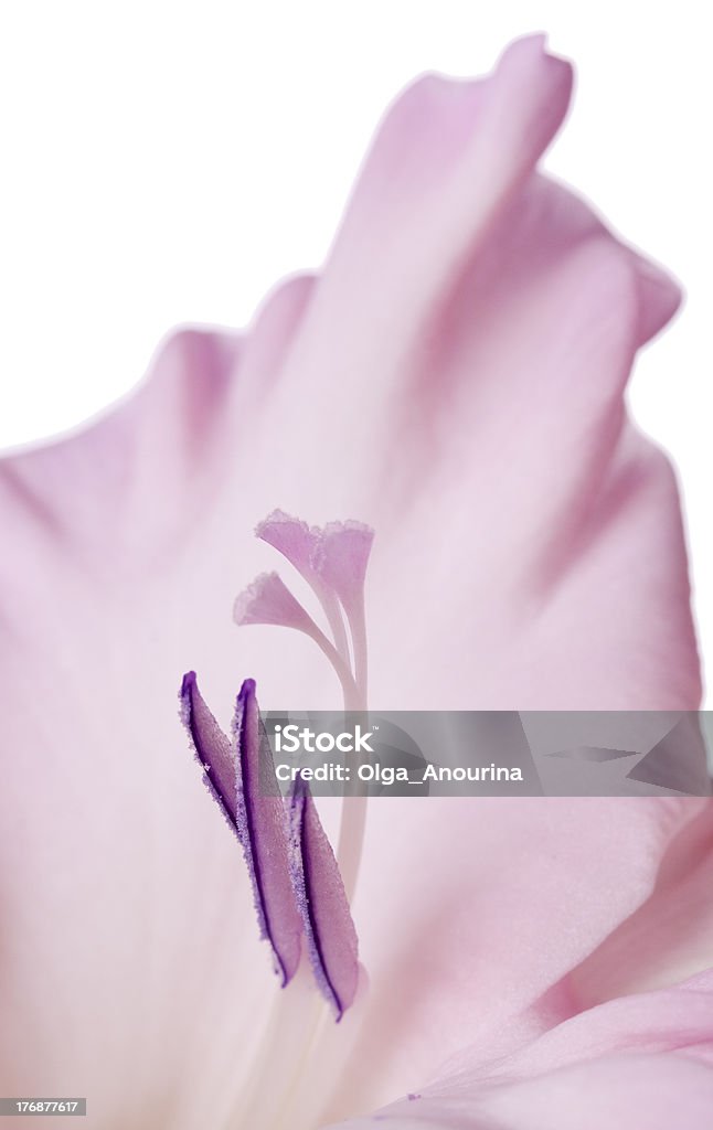 Pink gladiolus Pink gladiolus isolated on white Beauty In Nature Stock Photo