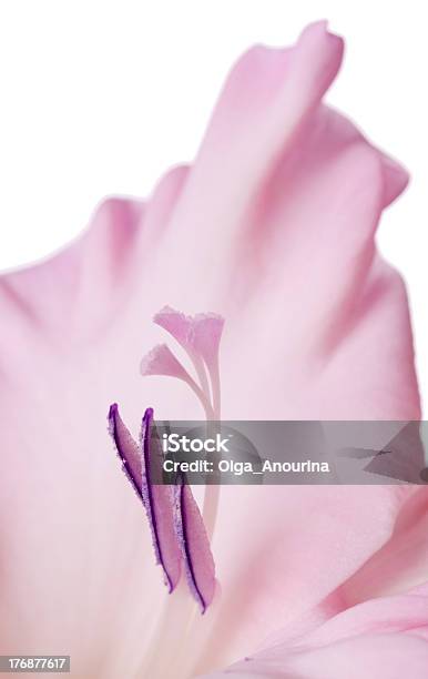 Pink Gladiolus Stock Photo - Download Image Now - Beauty In Nature, Beige, Blossom