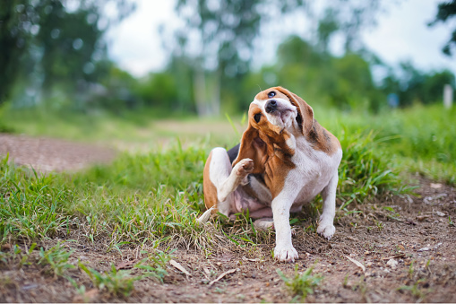 A cute tri-color beagle dog scratching body outdoor on the grass field,selective focus ,shooting with a shallow depth of field.