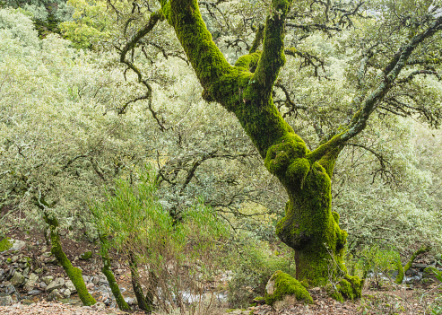 Old trees full of moss in autumn in the Sierra de Francia, in the Batuecas Valley