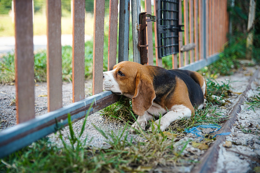 A tri-color beagle dog is sleeping by a side of the fence ,its mouth put on the lower bar of the fence door.