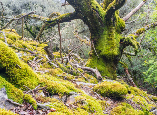 istock Old trees full of moss in autumn 1768776836