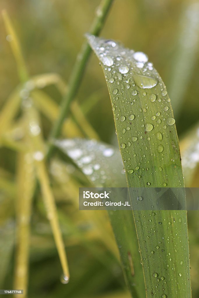 Drop of water and grass Bubble Stock Photo