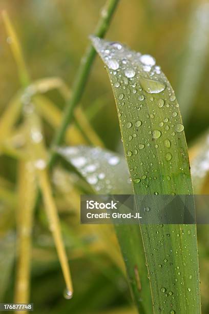 Drop Of Water And Grass Stock Photo - Download Image Now - Bubble, Close-up, Cold Drink