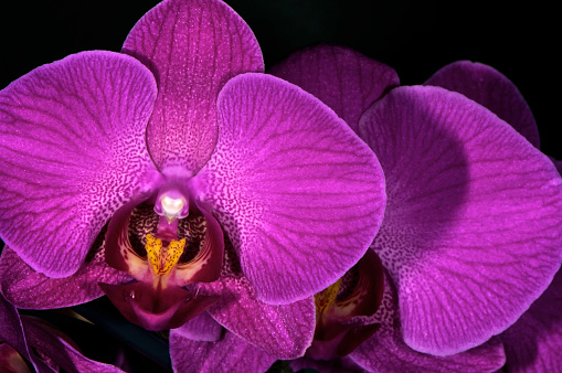 Orchid on black background, studio shot.