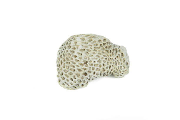 istock white coral fossil on a white background 1768781562