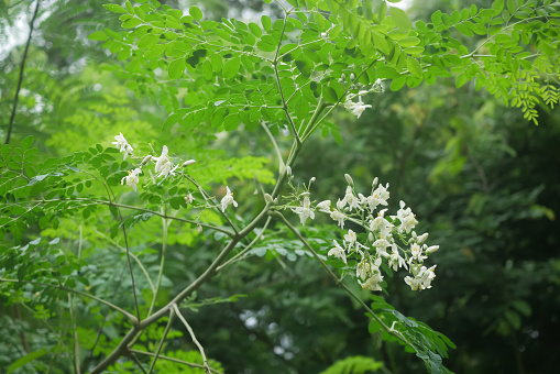 Moringa oleifera, Moringa leaves, Beautiful Moringa flowers and leaves on its tree.Selective focus .