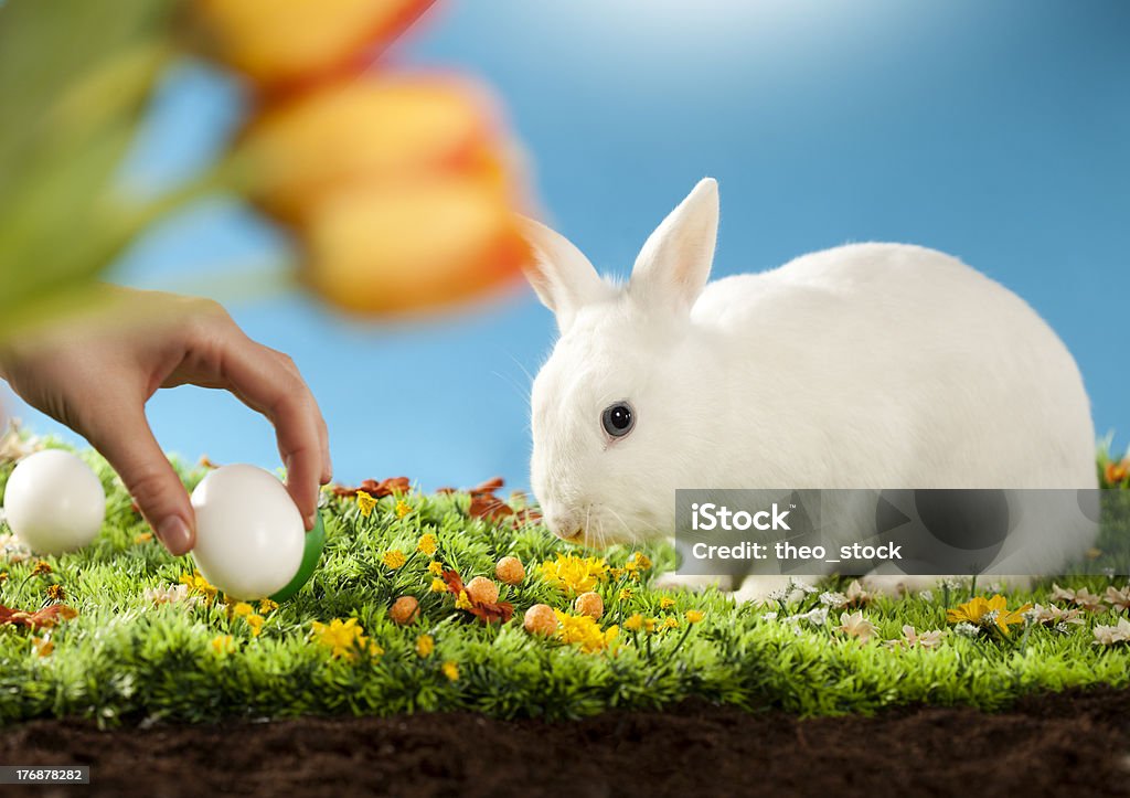 stael los huevos de Pascua - Foto de stock de Acontecimiento libre de derechos