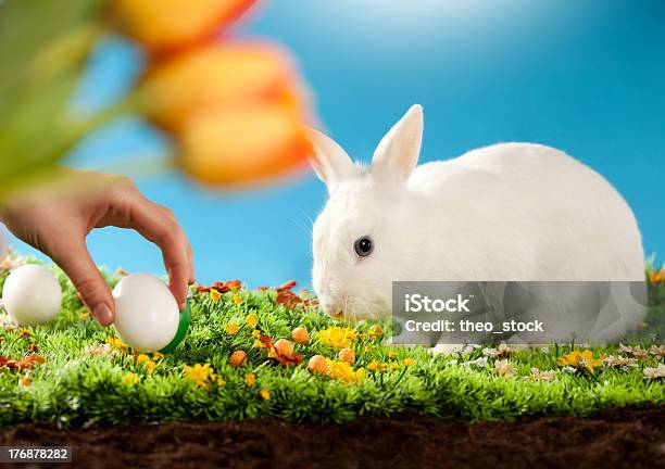 Stael Los Huevos De Pascua Foto de stock y más banco de imágenes de Acontecimiento - Acontecimiento, Aire libre, Alcanzar