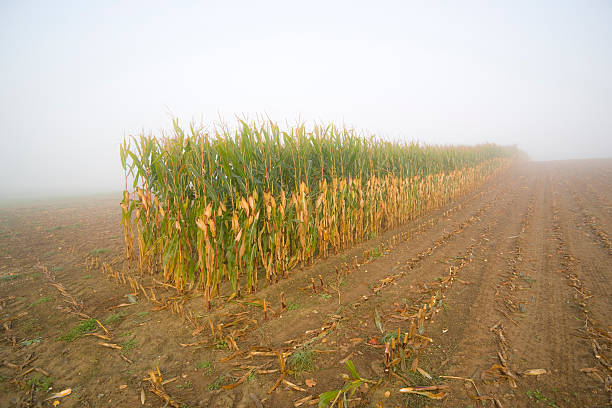 hileras de plantas de maíz restantes - morning cereal plant fog corn crop fotografías e imágenes de stock