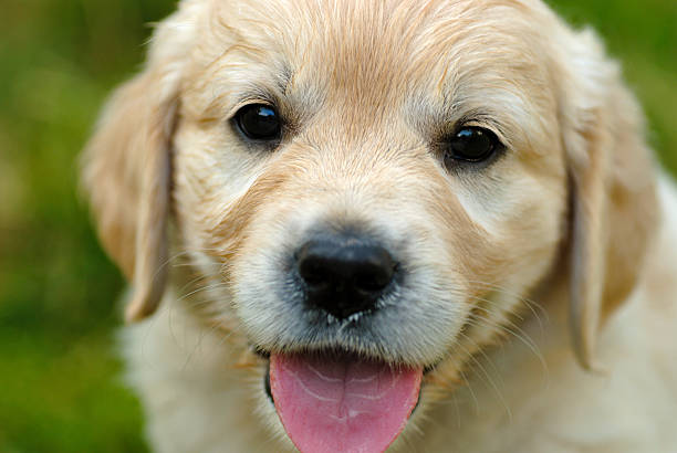 istock Golden retriever puppy in the grass 176878319