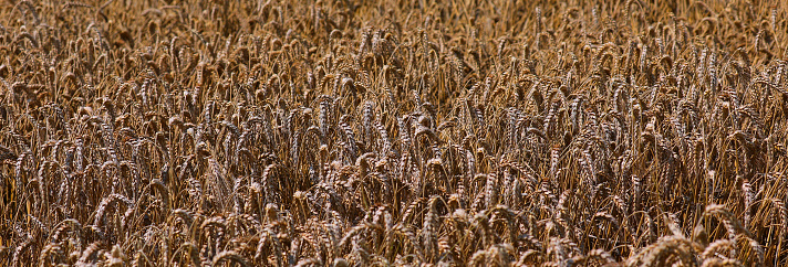 Fields of Golden Wheat Spikes Swaying in the Breeze a Scenic Harvest Landscape