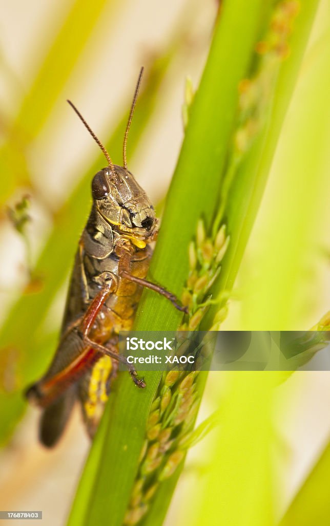 Heuschrecke auf einem Blatt - Lizenzfrei Blatt - Pflanzenbestandteile Stock-Foto