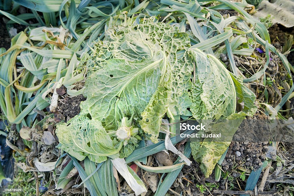 Repollo hojas - Foto de stock de Basura libre de derechos