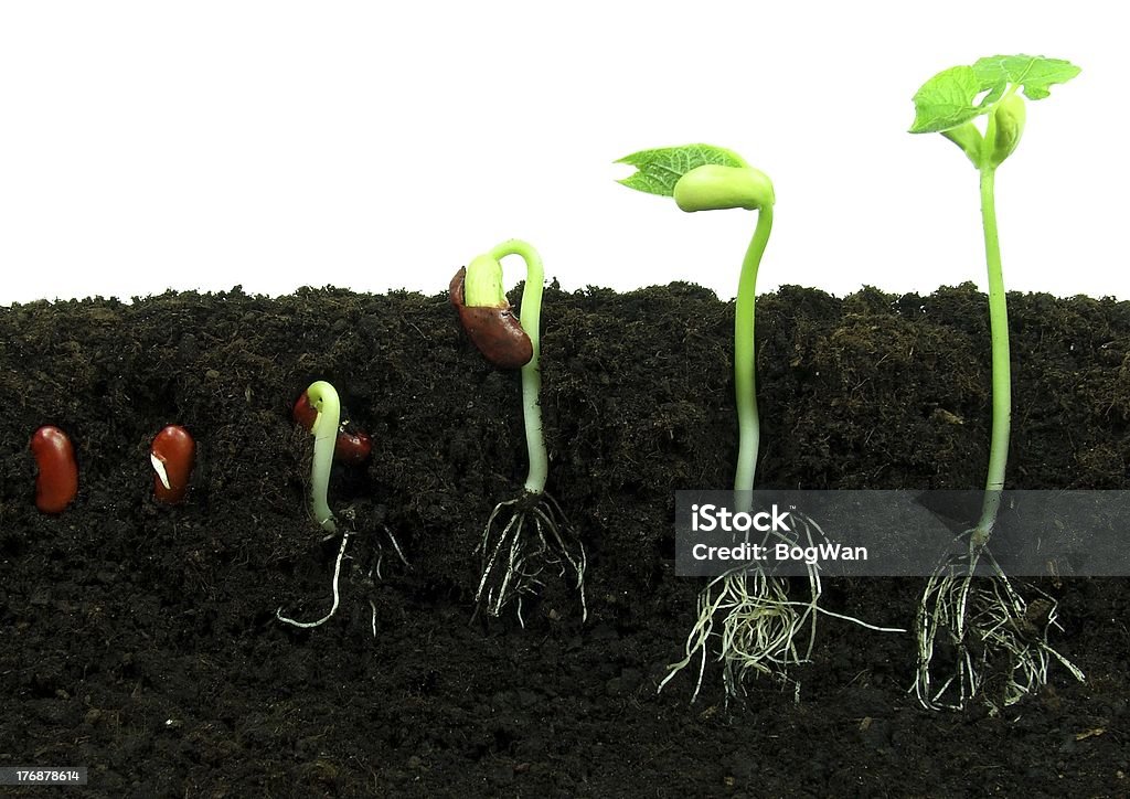 Feijão Germinating sementes - Foto de stock de Semente royalty-free