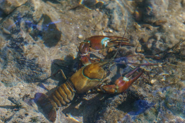 One large river crayfish und the water surface in the river Duraton, Spain