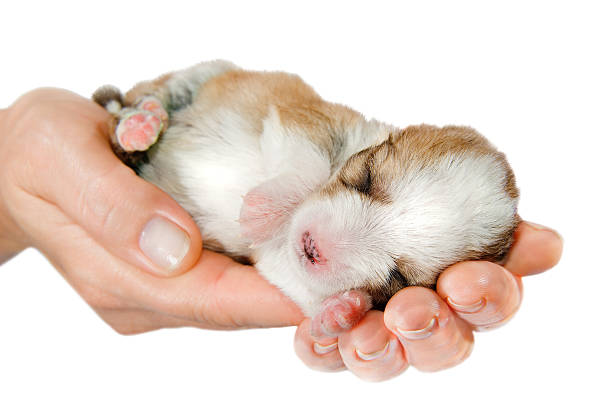 istock Newborn puppy in the caring hands 176878667