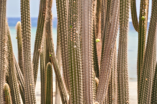 Big cactus plants with sharp needles seen in the evening in the wild west cowboy landscape.