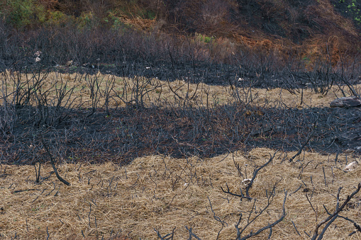 Black ground of a burned forest at hills of galician landscape near Ourense Spain